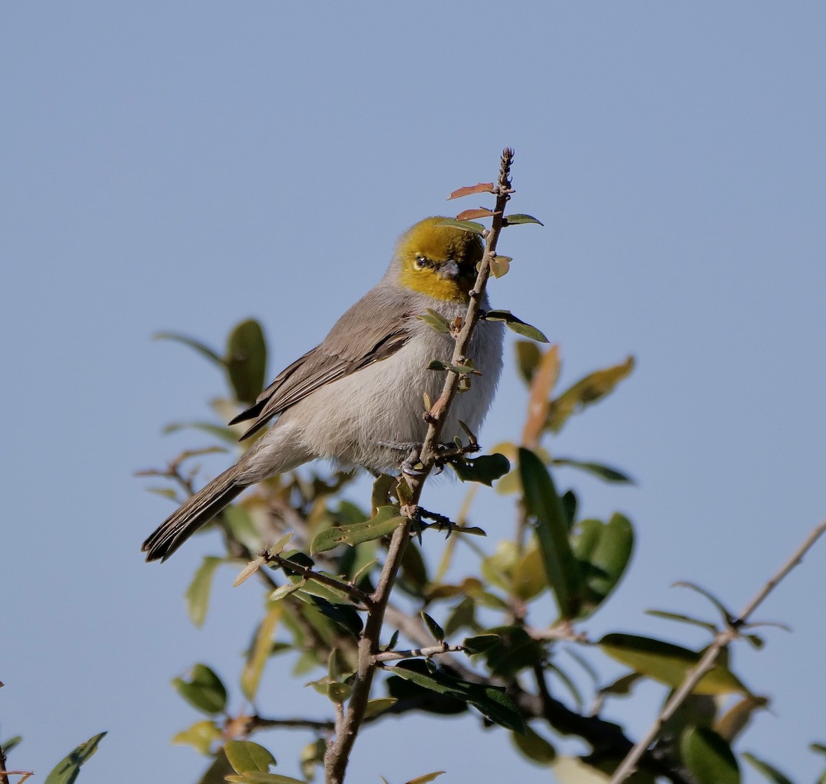 アメリカツリスガラ - ML647189478