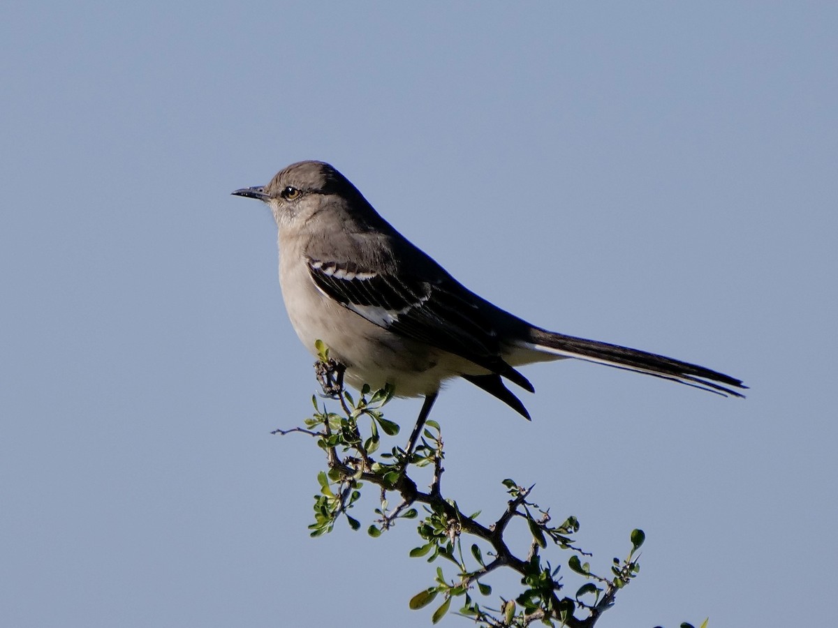 マネシツグミ - ML647189492