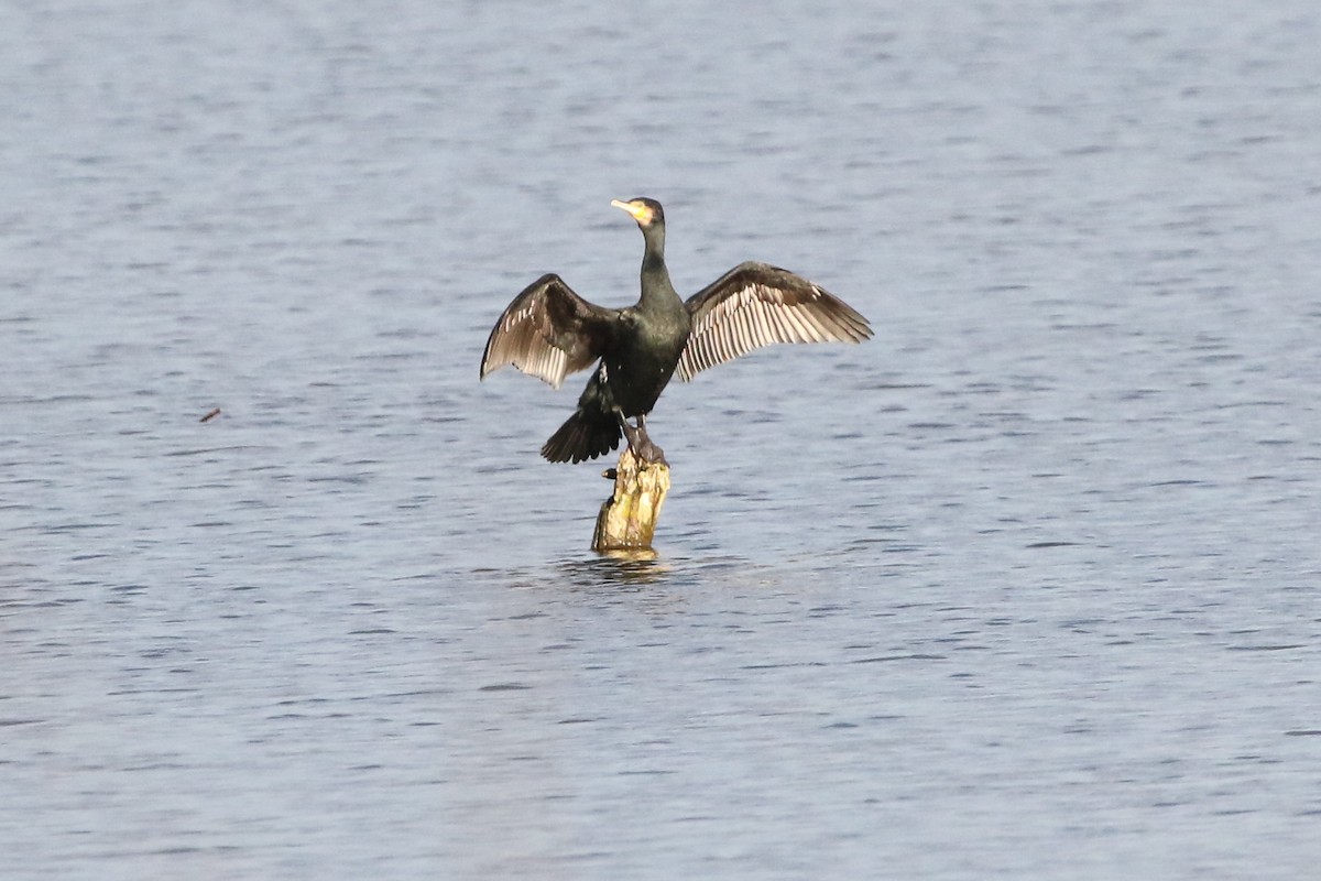 Great Cormorant - ML647189495