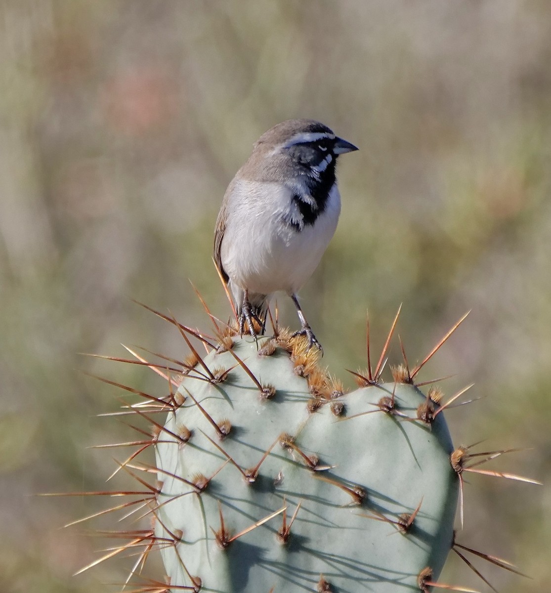 Black-throated Sparrow - ML647189497