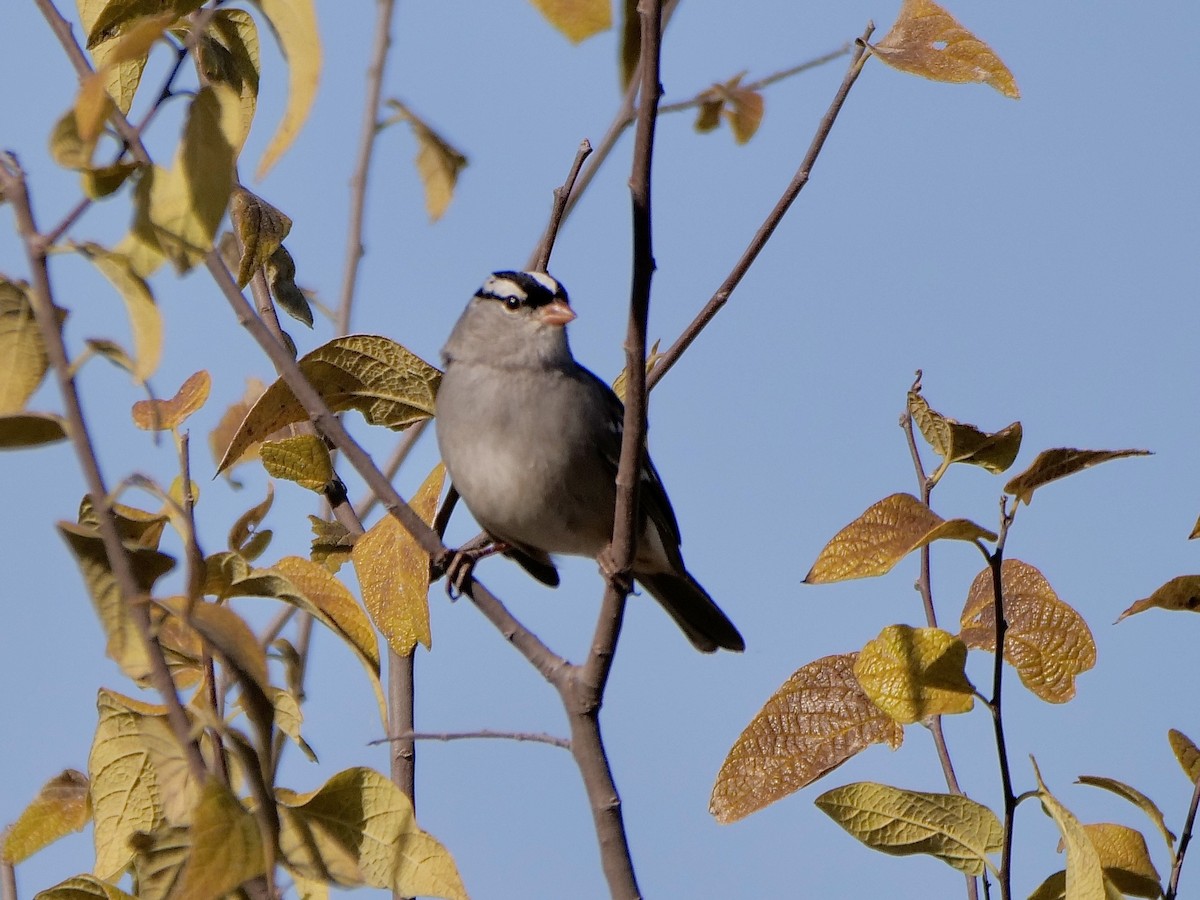 ミヤマシトド - ML647189504