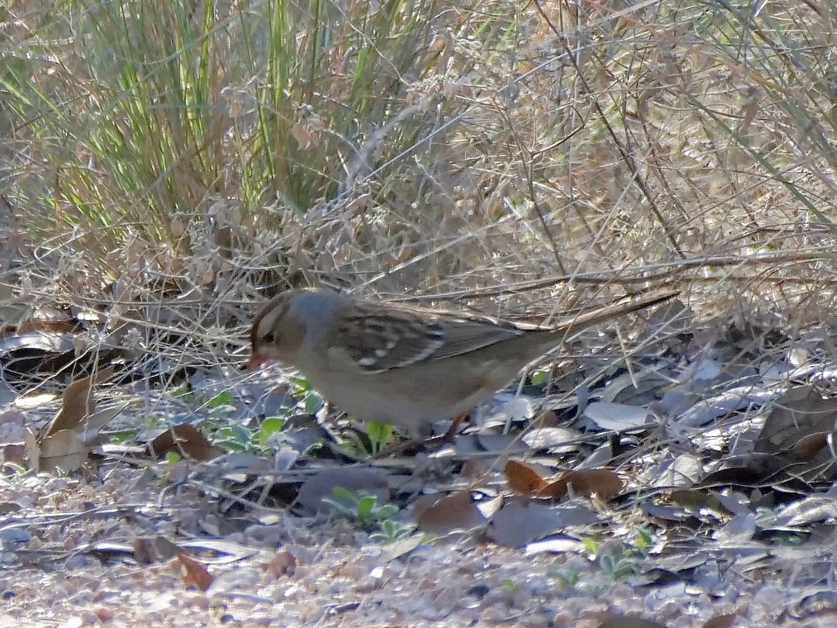 ミヤマシトド - ML647189505