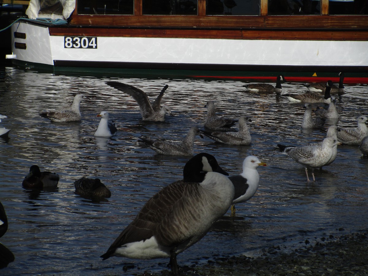 European Herring Gull - ML647189507