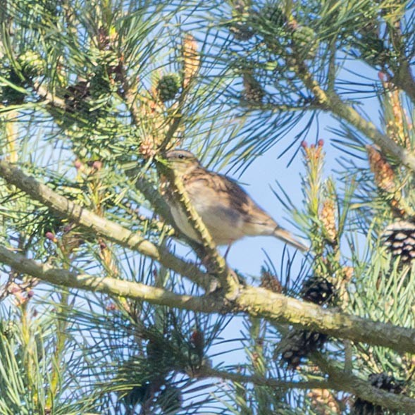 Wood Lark - ML647189508