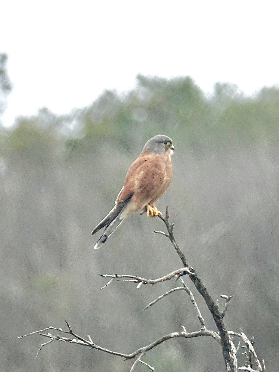 poštolka jihoafrická - ML647189517