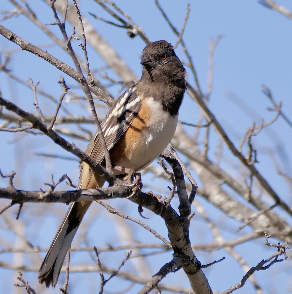 ホシワキアカトウヒチョウ - ML647189518