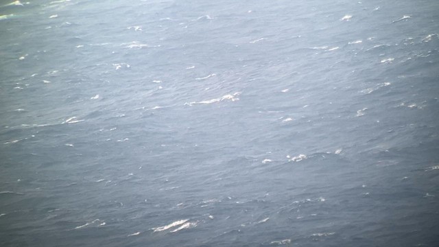 Zino's/Cape Verde/Desertas Petrel - ML647189520