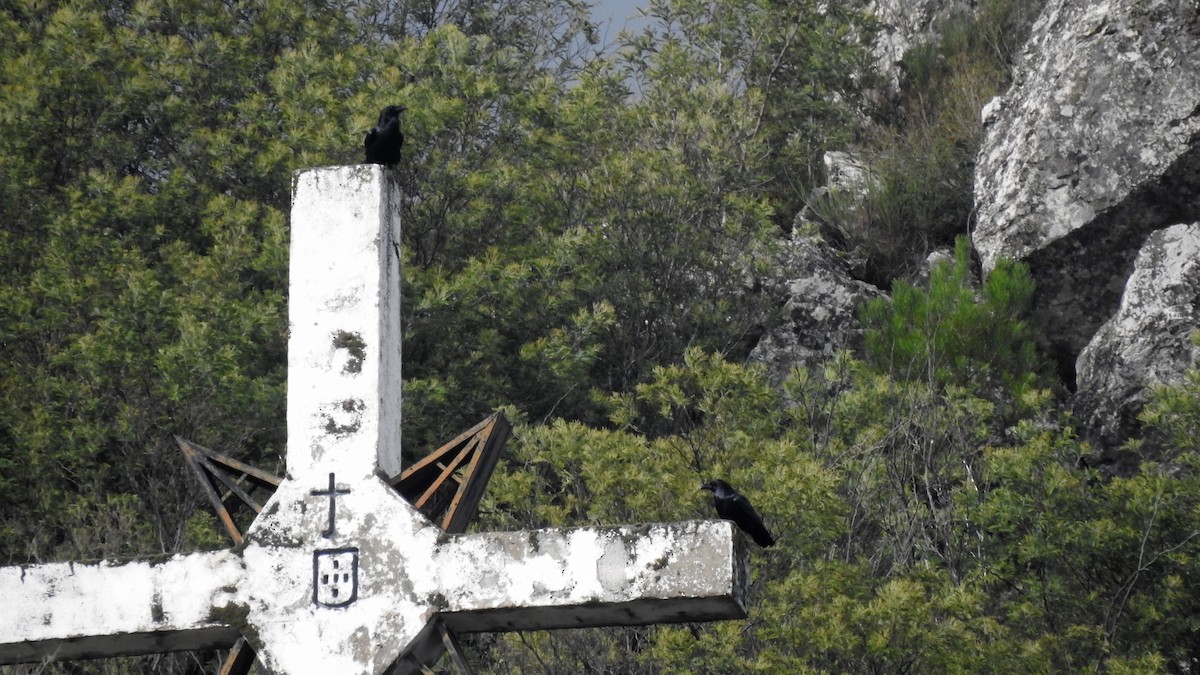 Common Raven - ML647189521