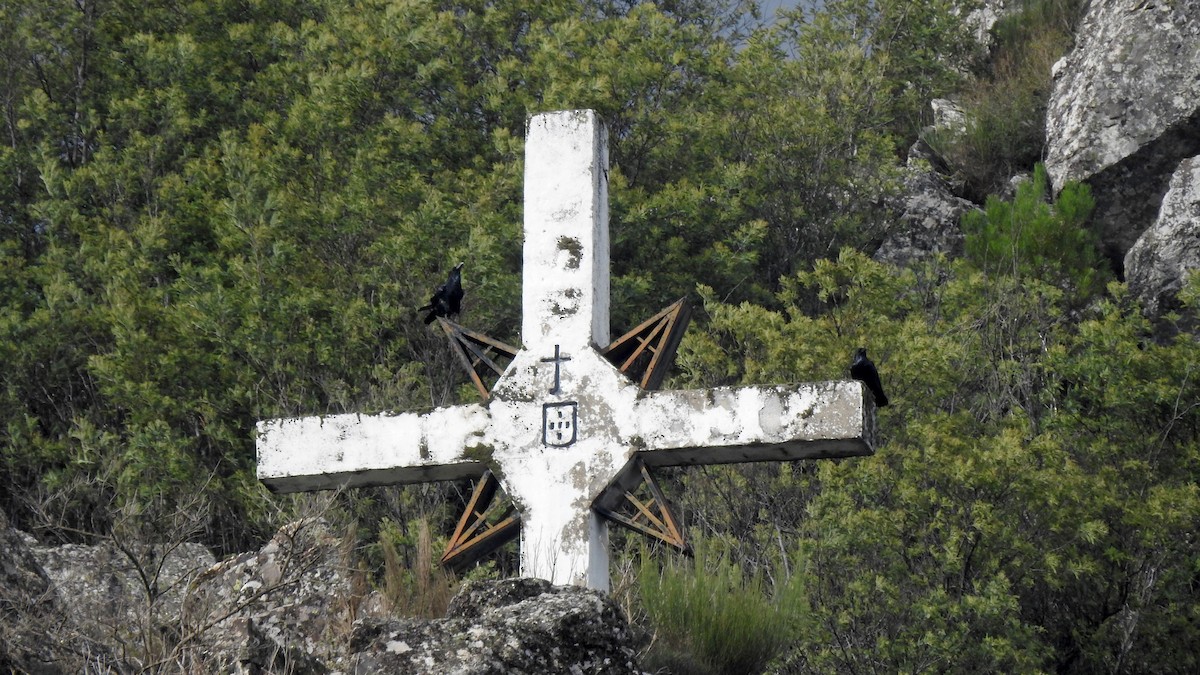 Common Raven - ML647189522