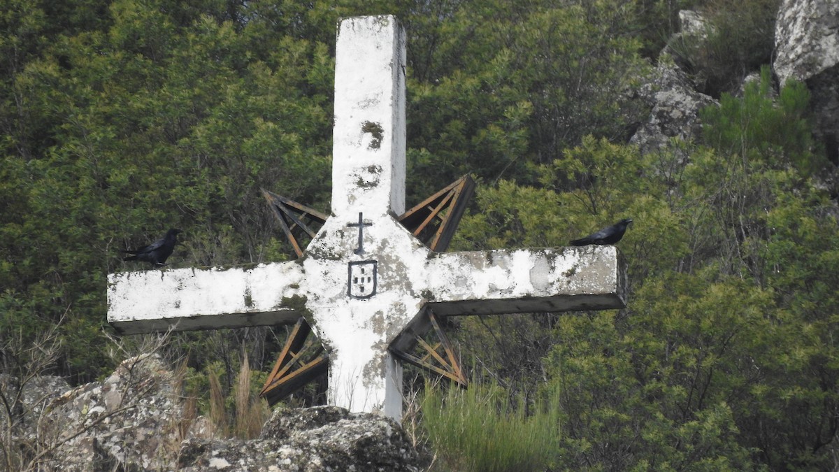 Common Raven - ML647189523