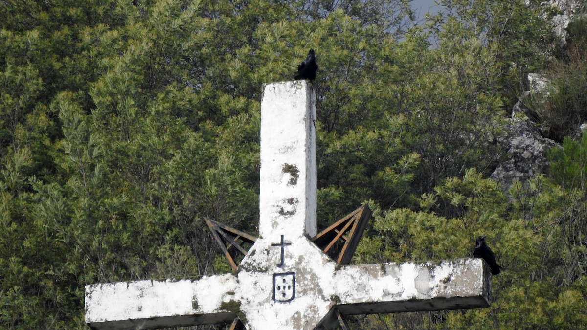 Common Raven - ML647189524