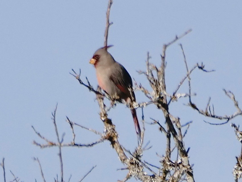 ムネアカコウカンチョウ - ML647189529