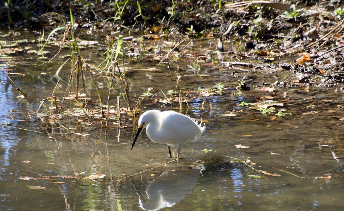 Snowy Egret - ML647189542
