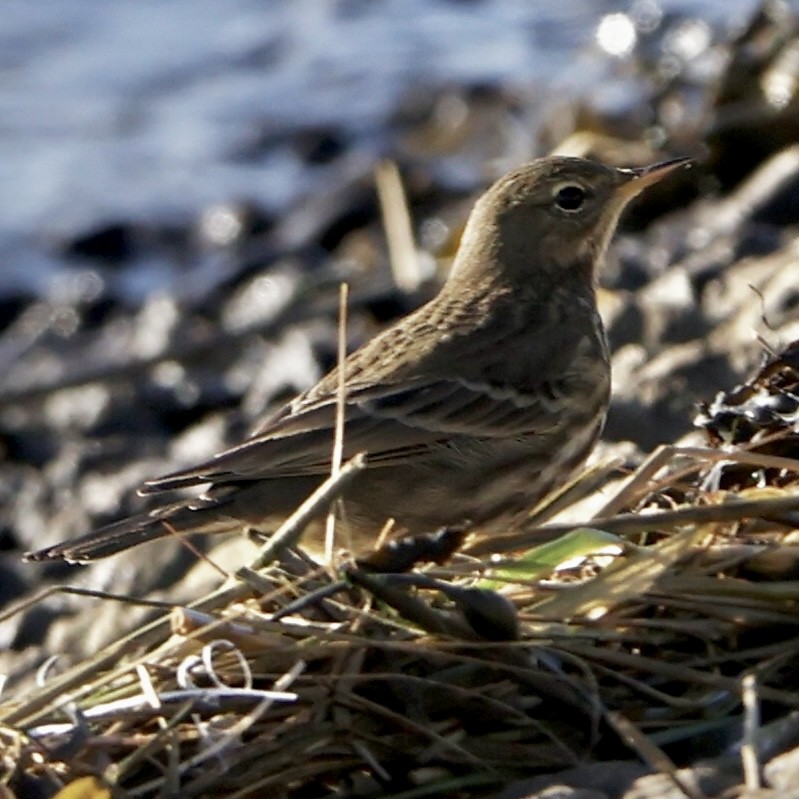 Strandpieper - ML647189547