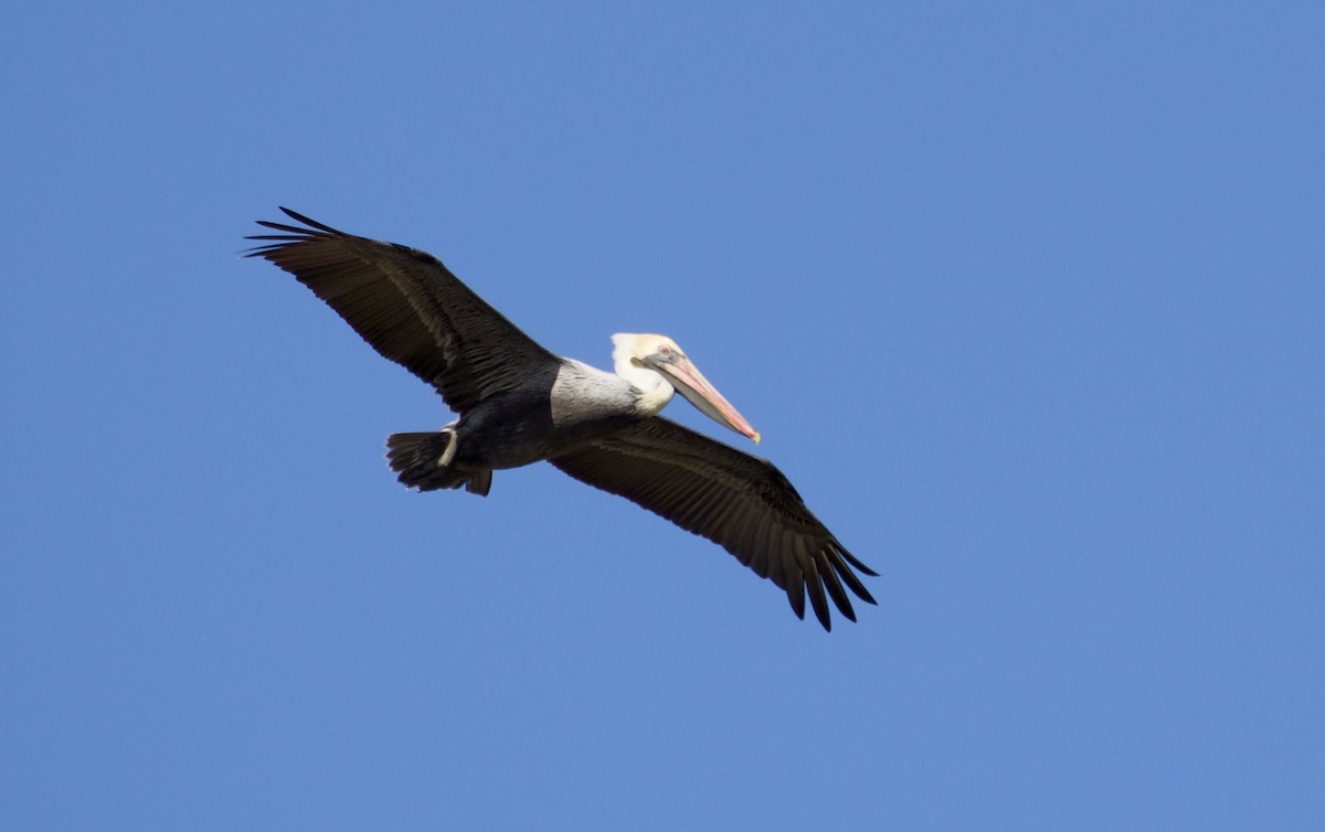 Brown Pelican - ML647189549