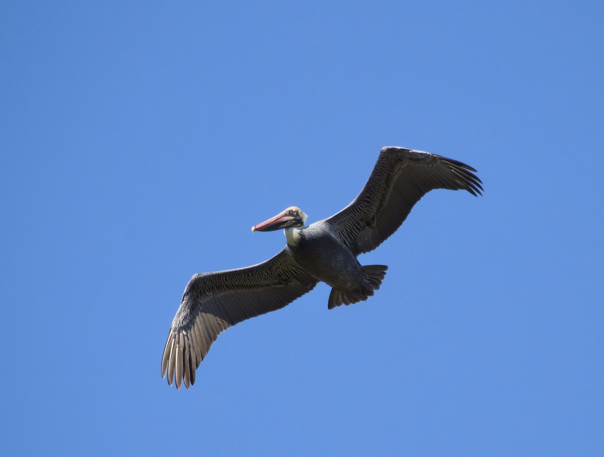 Brown Pelican - ML647189550