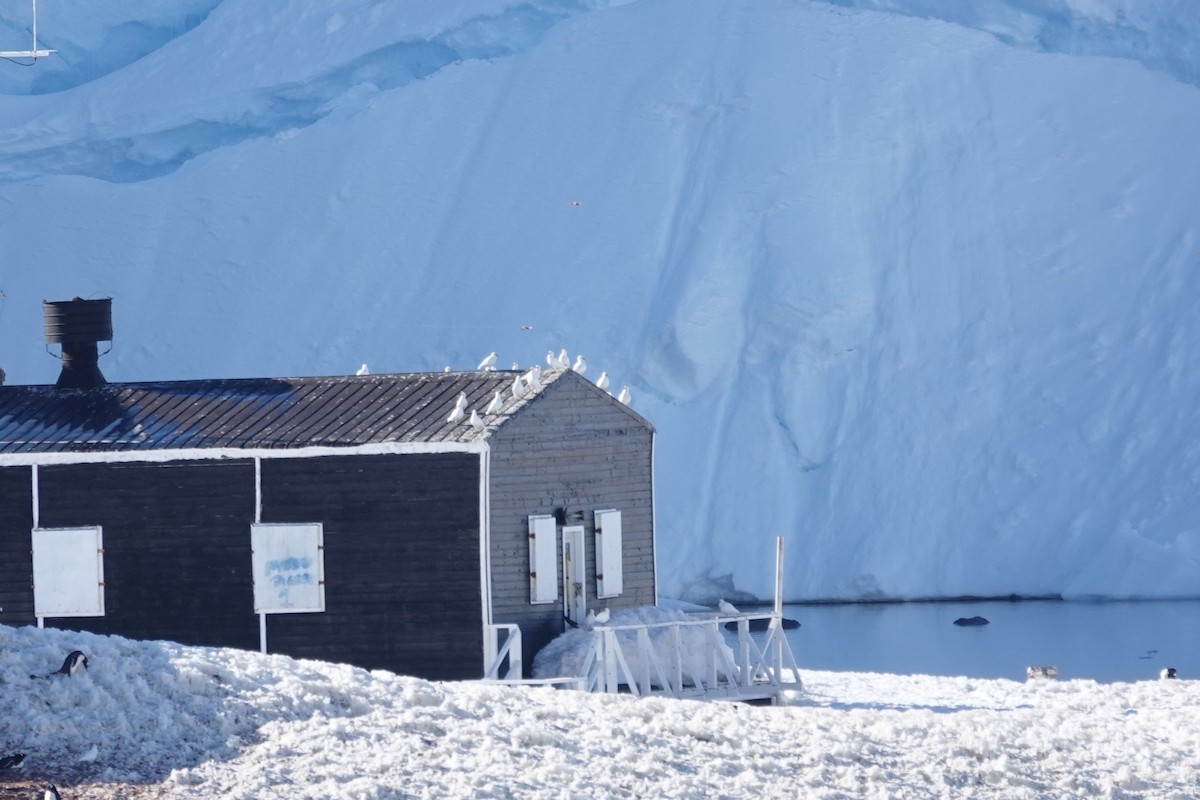 Snowy Sheathbill - ML647189552