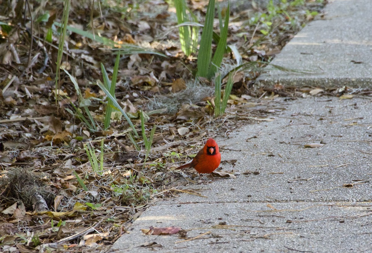 Northern Cardinal - ML647189560