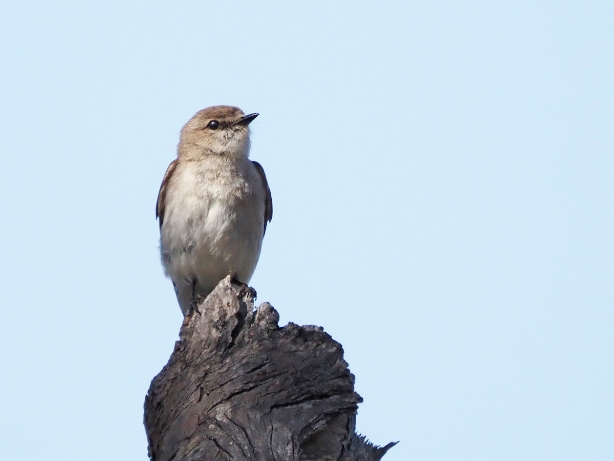 Avustalya Şakıcı Sinekkapanı - ML647189563