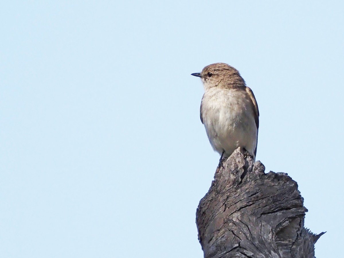 Avustalya Şakıcı Sinekkapanı - ML647189565