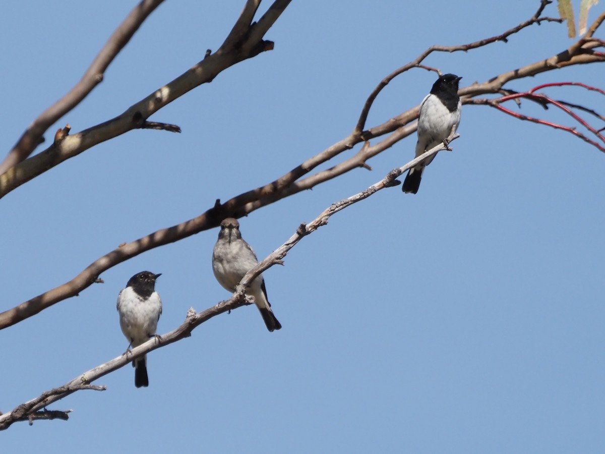 kutteflueskvett - ML647189577