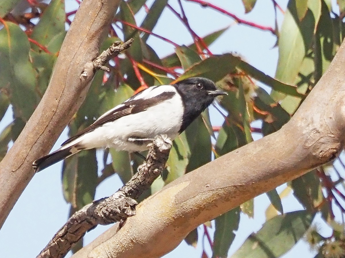 kutteflueskvett - ML647189578