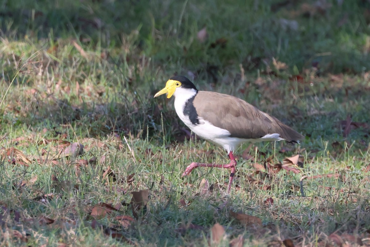 čejka australská (ssp. novaehollandiae) - ML647189583