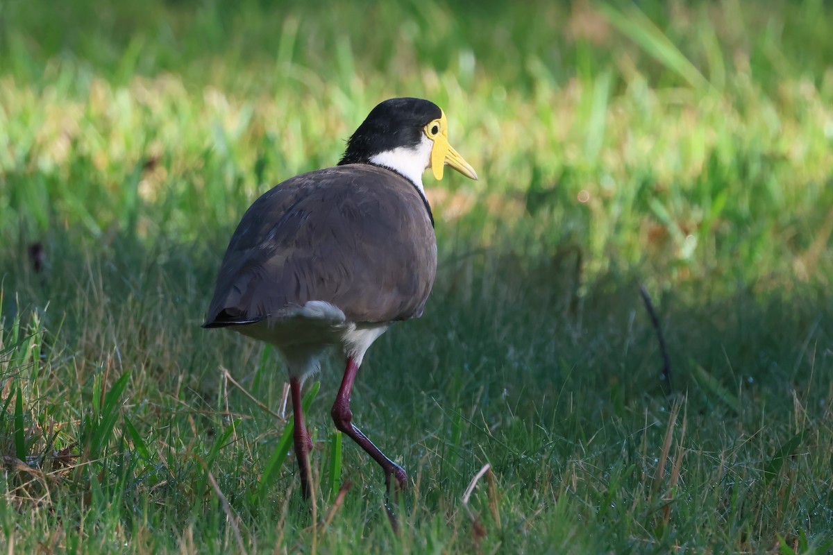 čejka australská (ssp. novaehollandiae) - ML647189584