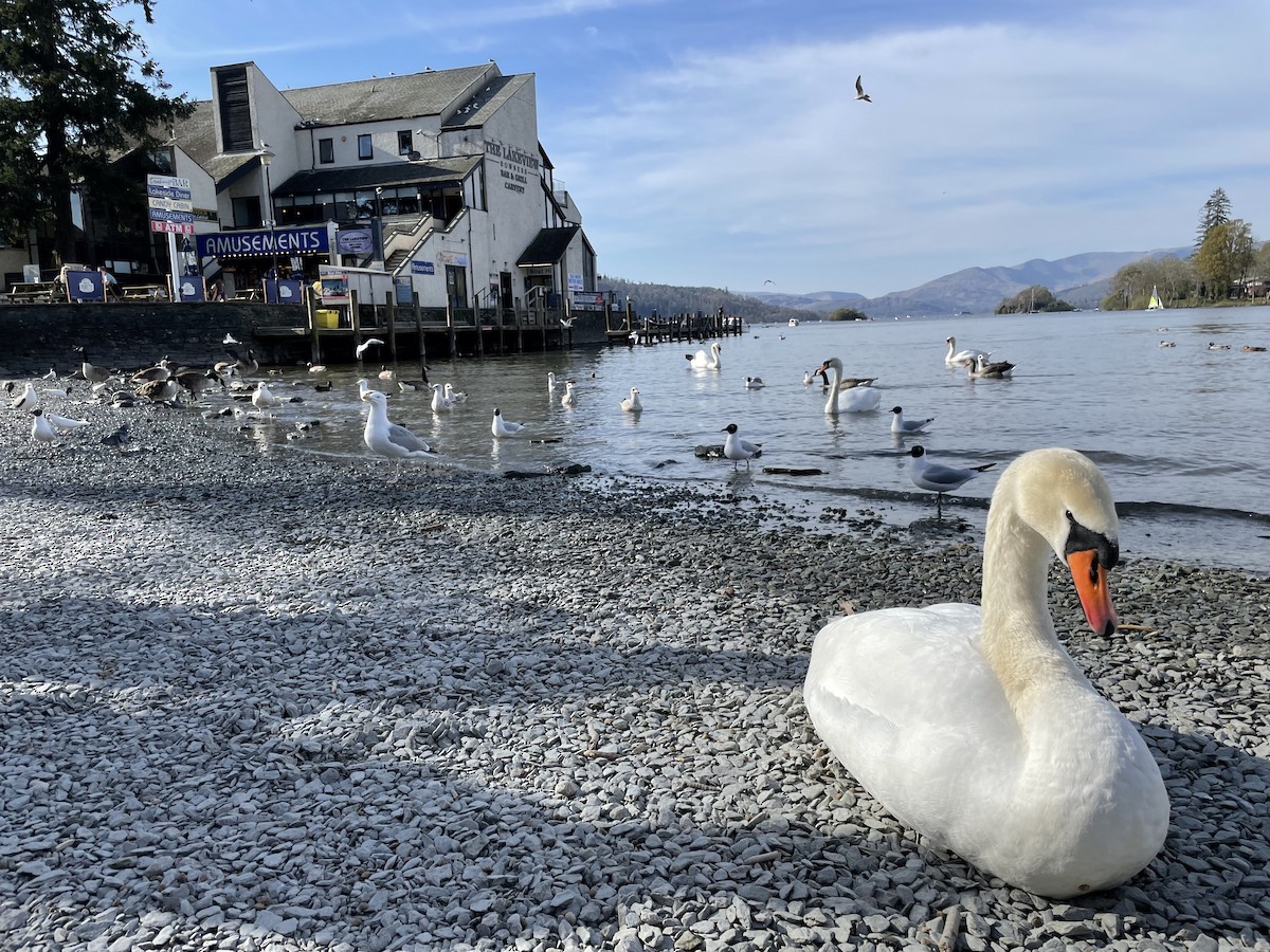 Mute Swan - ML647189601