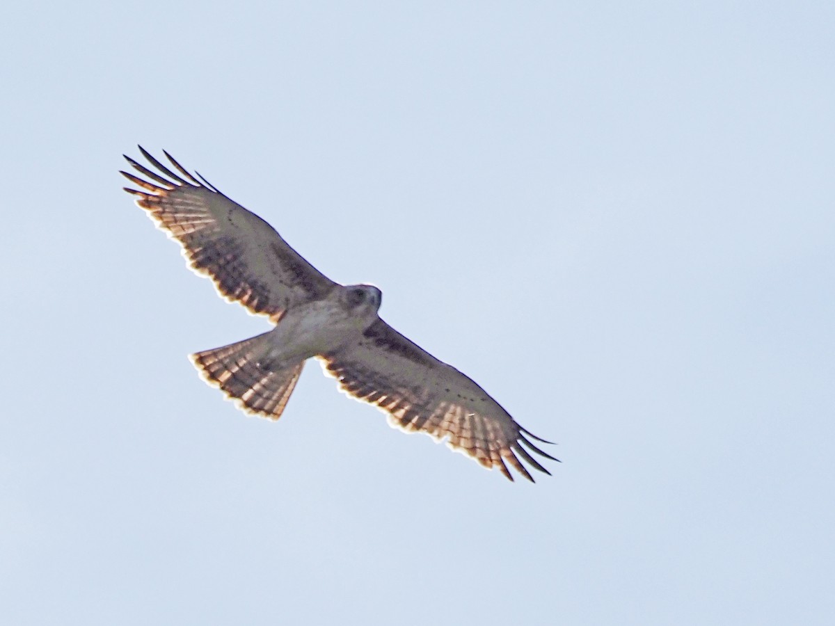 Little Eagle - ML647189618