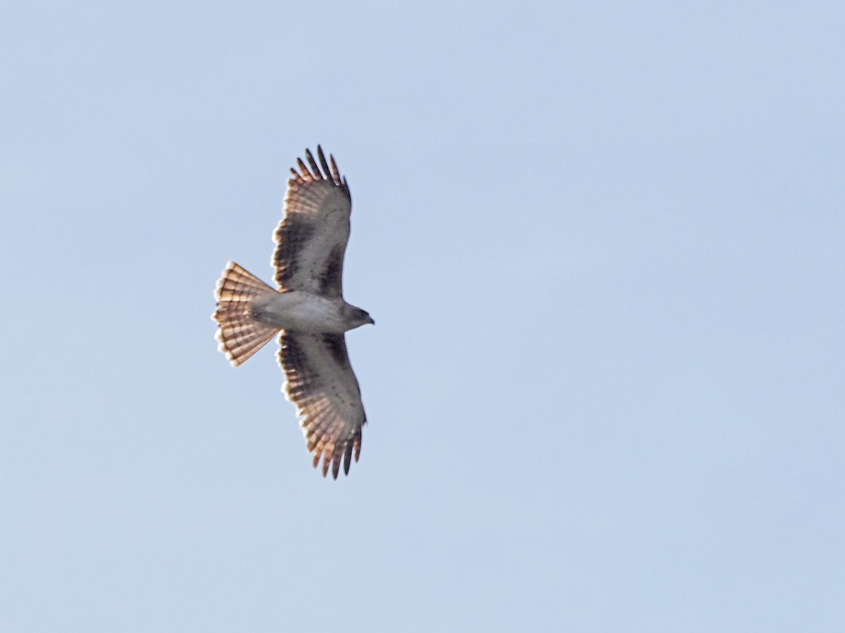 Little Eagle - ML647189619