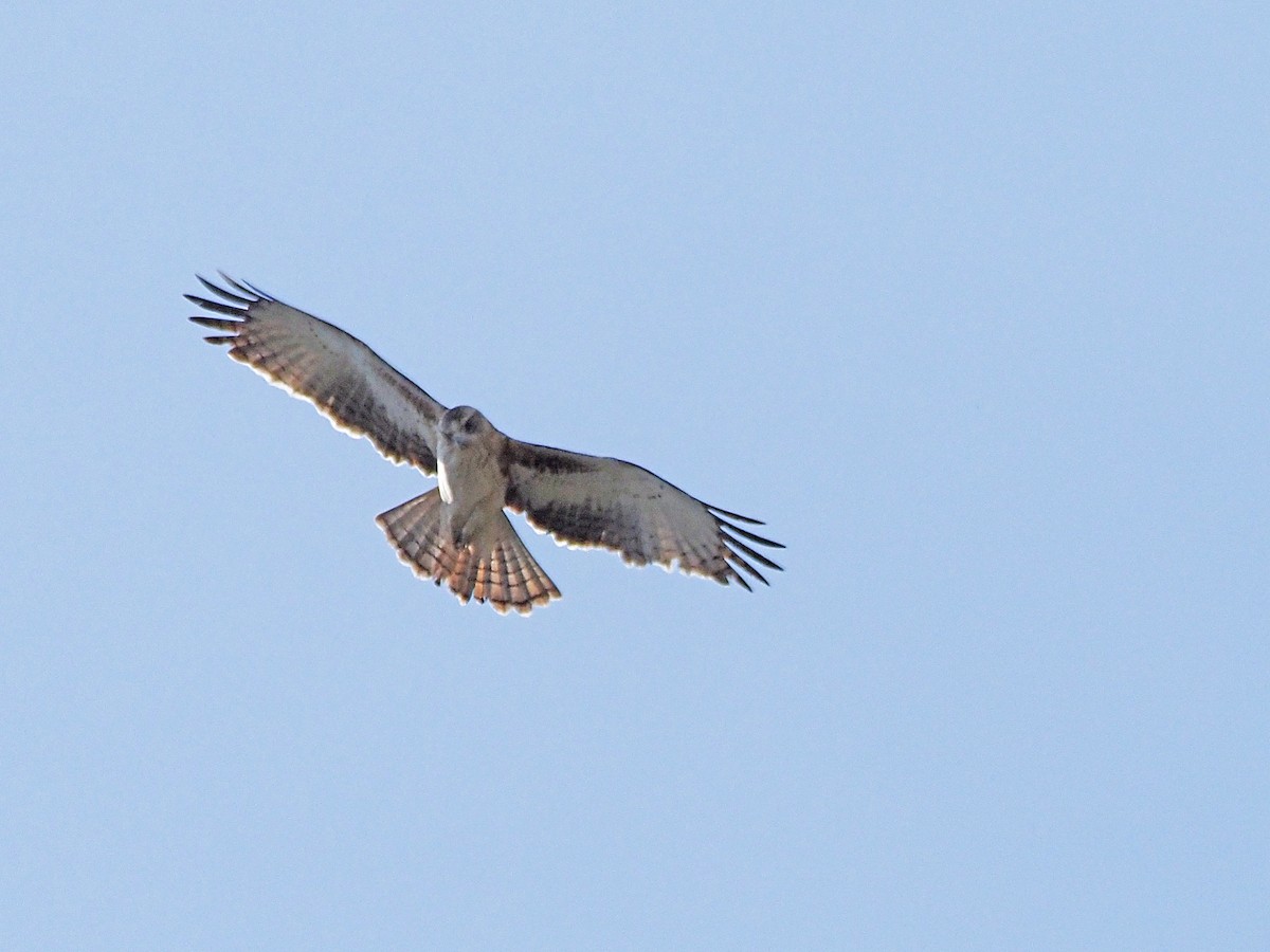 Little Eagle - ML647189620