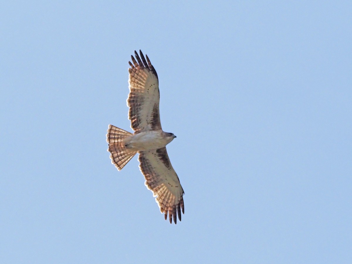 Little Eagle - ML647189622