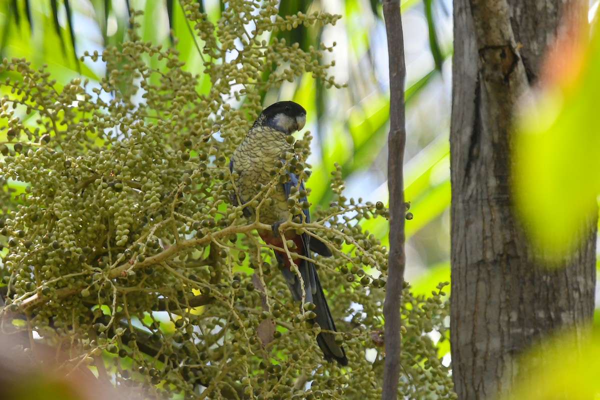 Northern Rosella - ML647189627