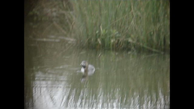 Pied-billed Grebe - ML647189632