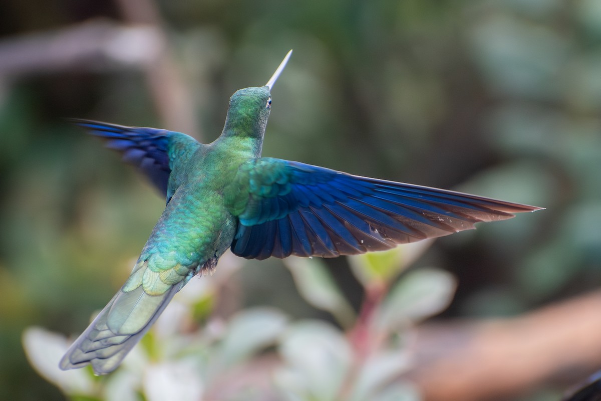 Great Sapphirewing - ML647189637