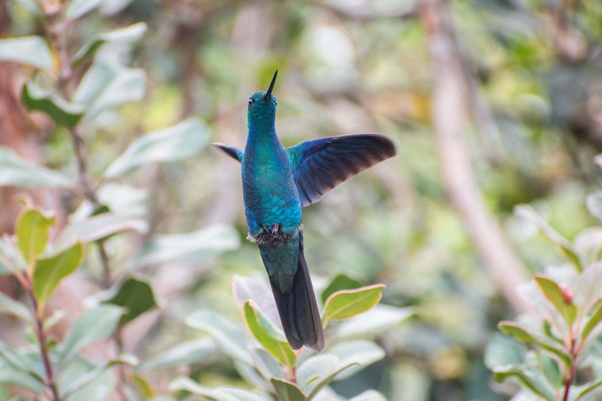 Great Sapphirewing - ML647189638