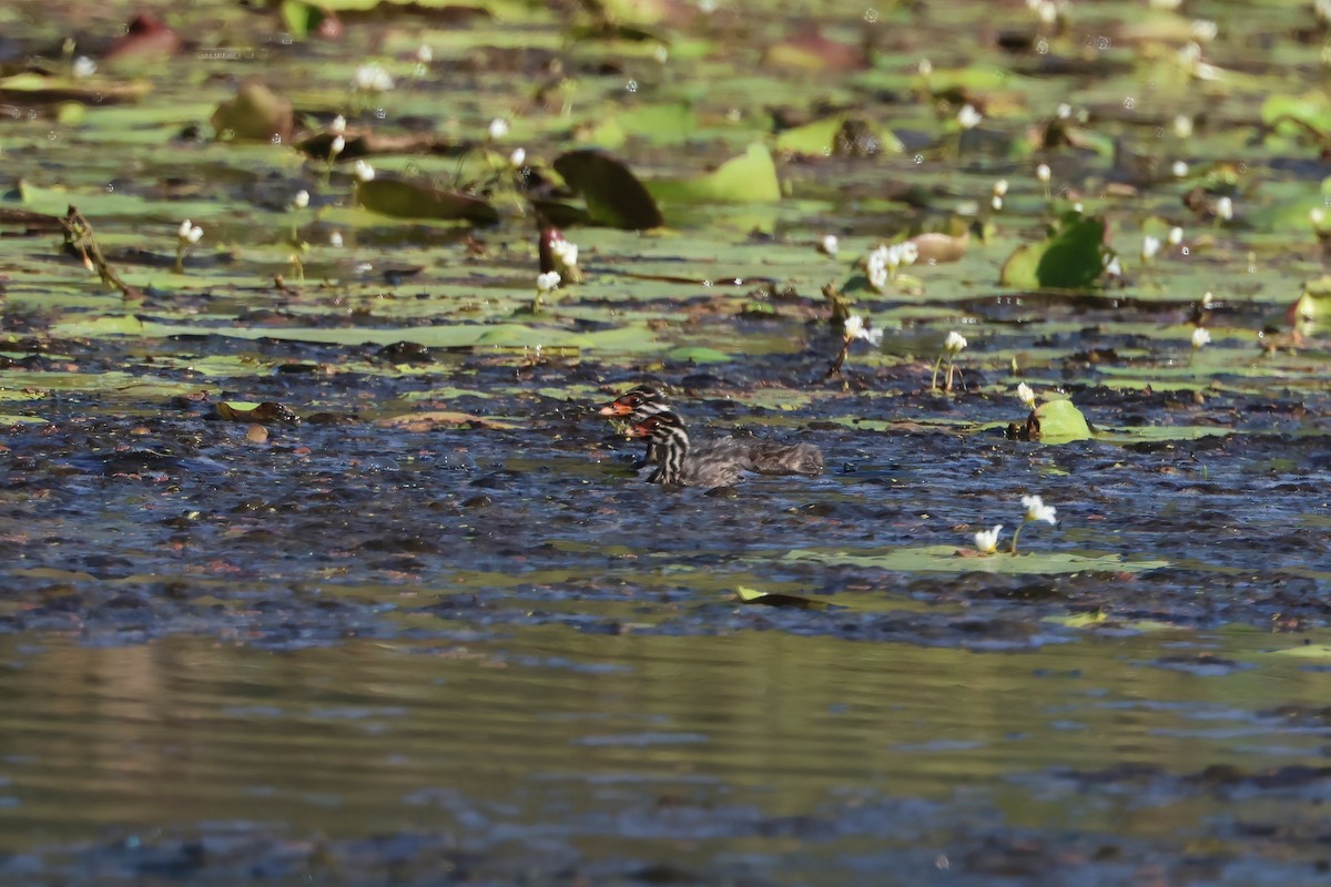 Australasian Grebe - ML647189639