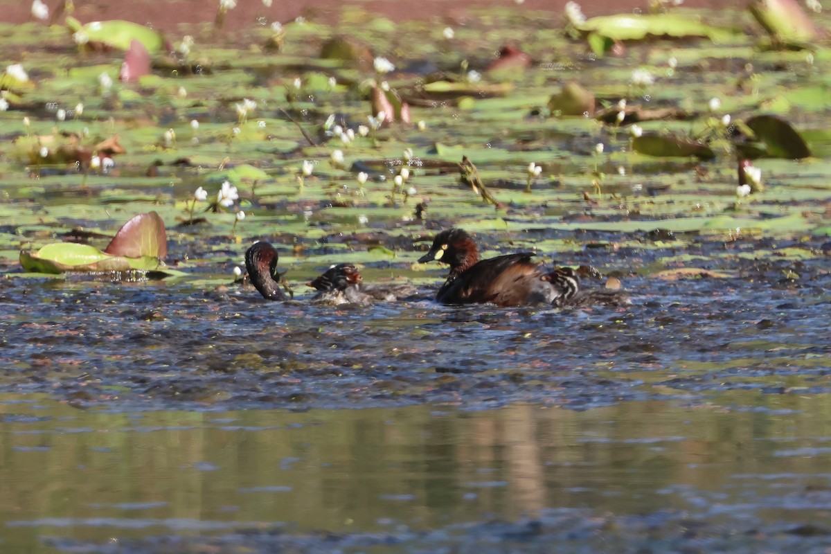 Australasian Grebe - ML647189640