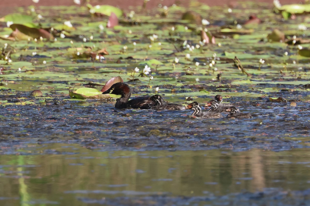 Australasian Grebe - ML647189641