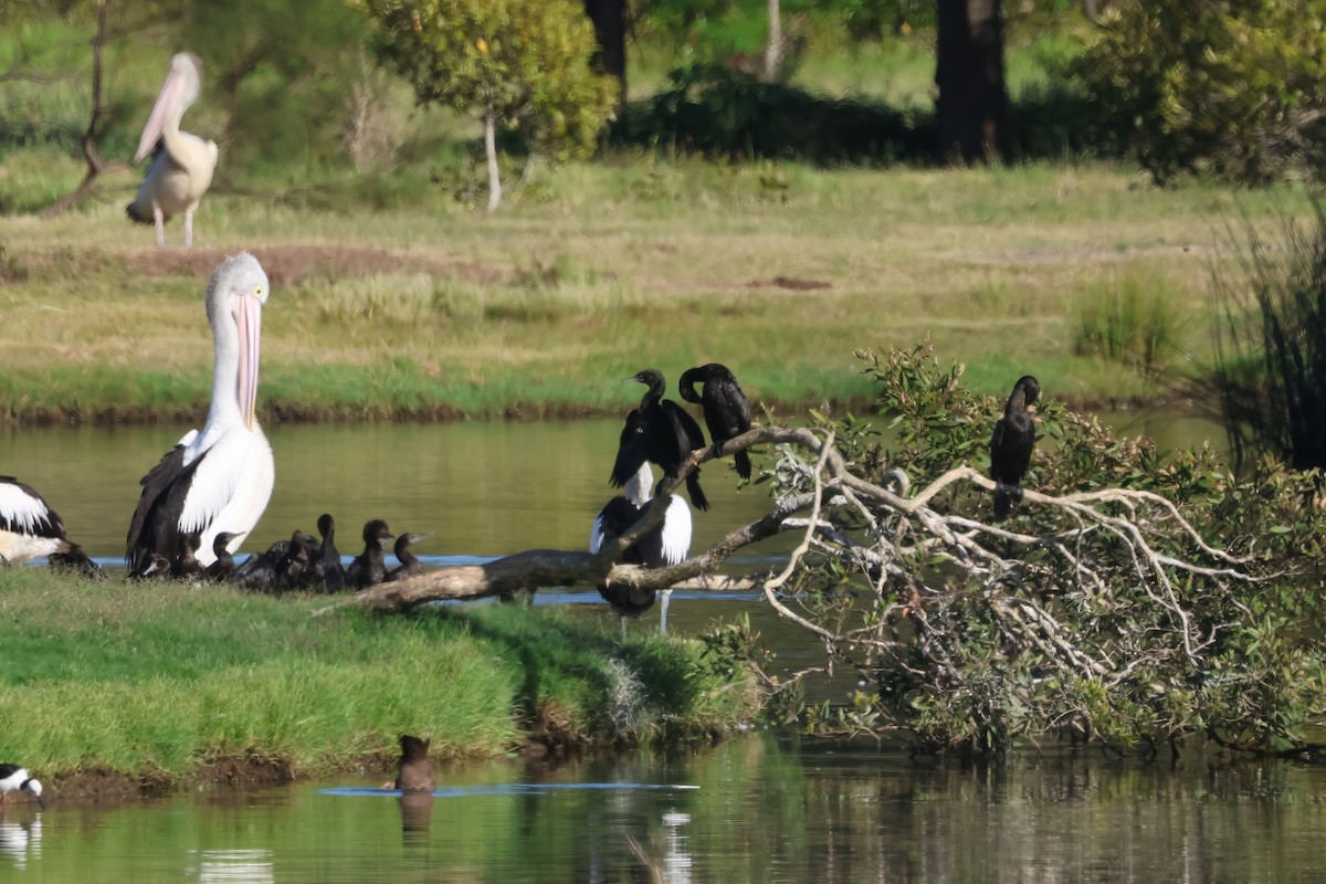 kormorán australský - ML647189653