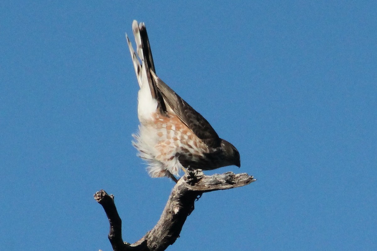 Sharp-shinned Hawk - ML647189659