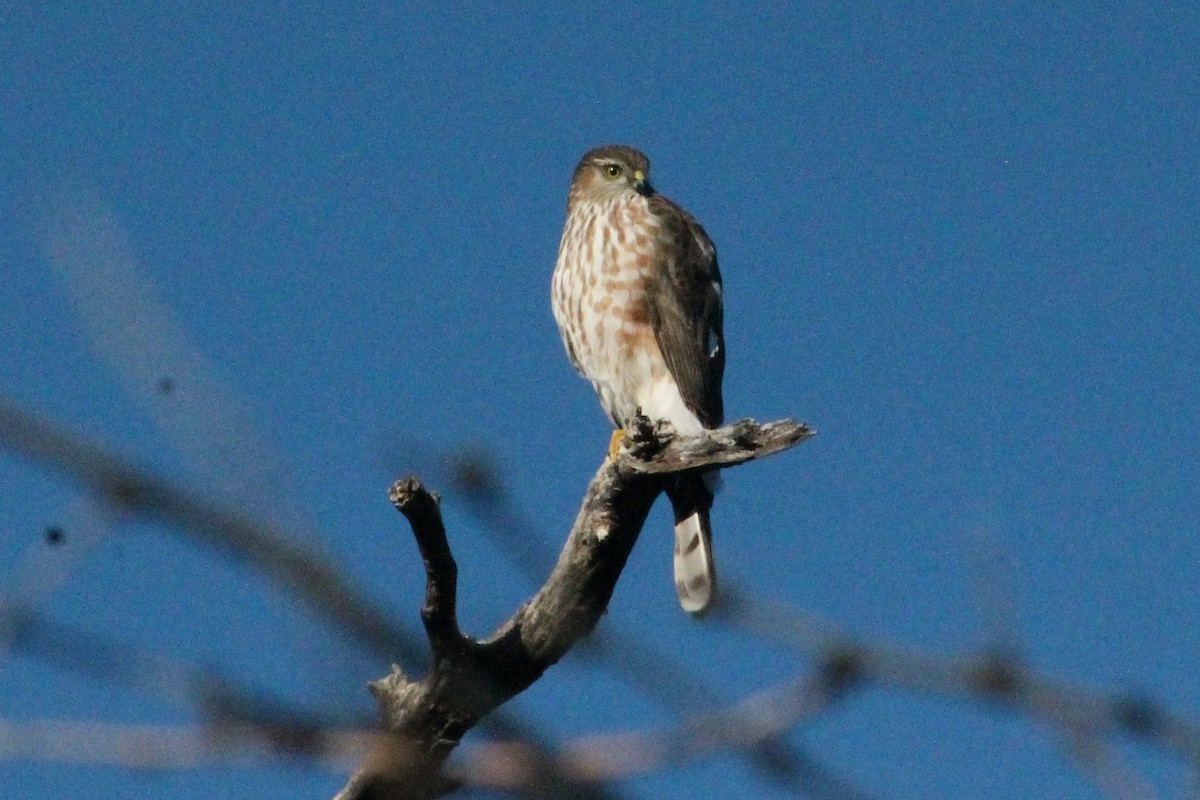 Sharp-shinned Hawk - ML647189660