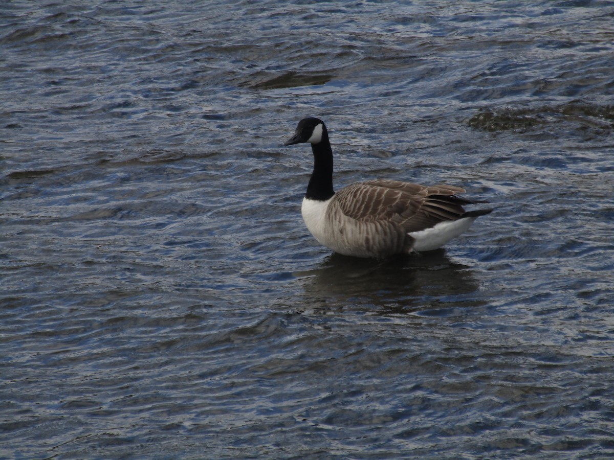 Canada Goose - ML647189663