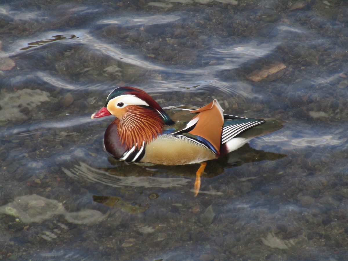 Mandarin Duck - ML647189666