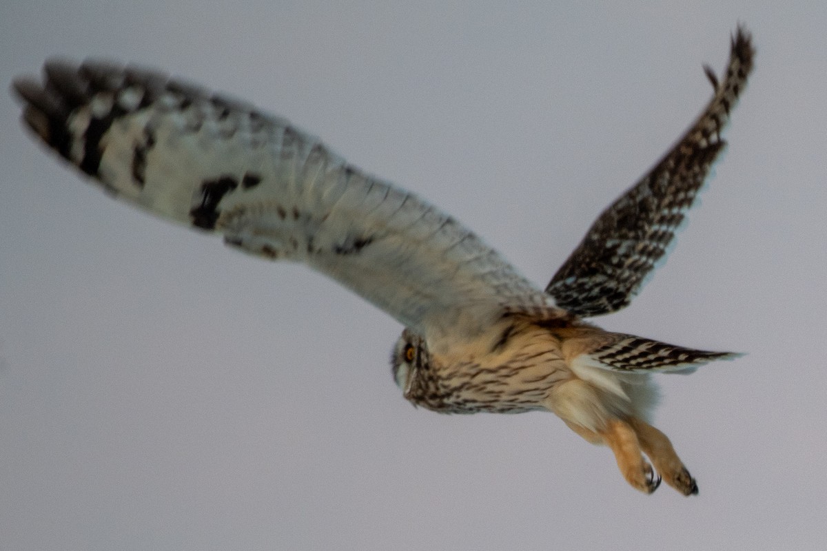 コミミズク（flammeus） - ML647189668