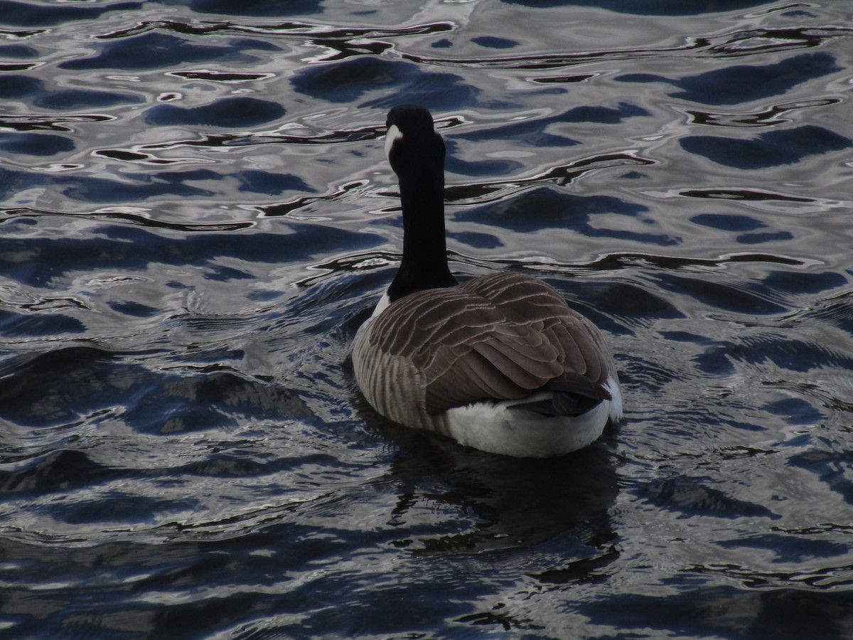 Canada Goose - ML647189681