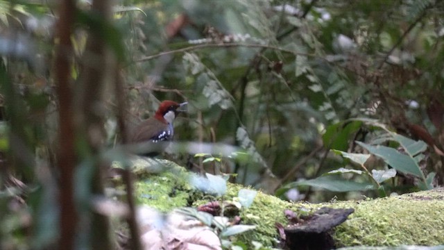 Spotted Jewel-babbler - ML647189687