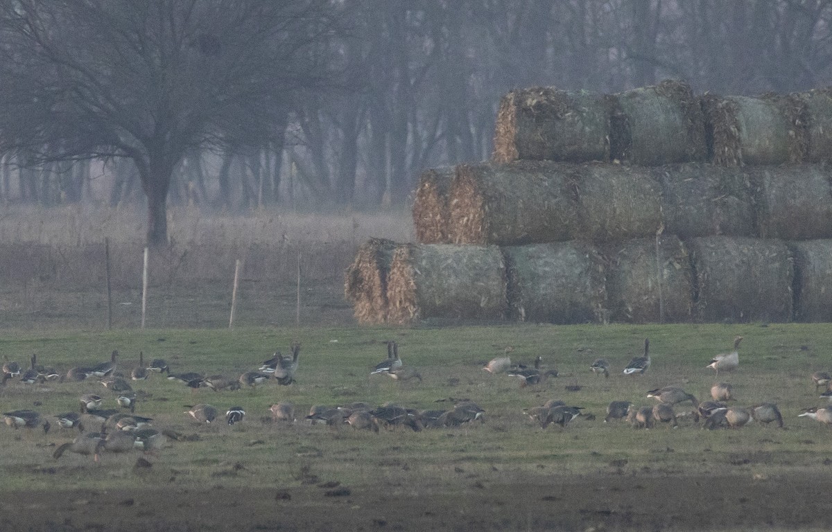 Улбар галуу - ML647189697