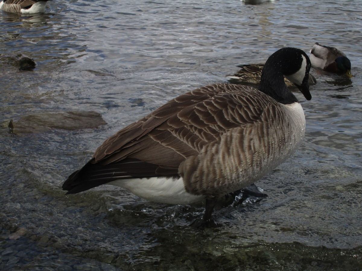 Canada Goose - ML647189700